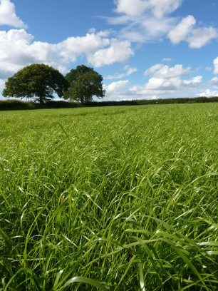 Improved Grassland