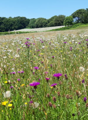 Wildflower meadow